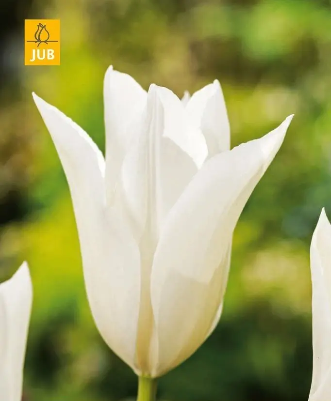 Tulipe White Triumphator * 7 pc cal.11/12