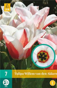 Tulipe Willem Van Den Akker * 7 pc cal.11/12