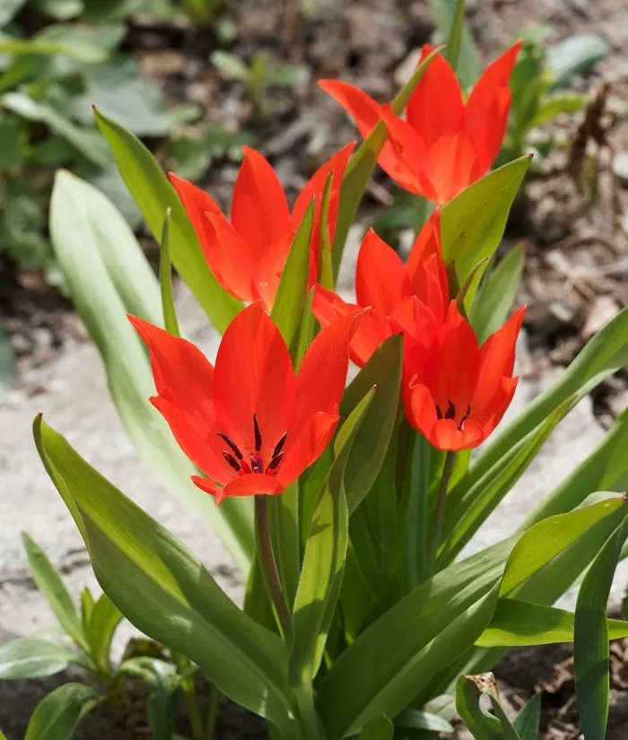 [135289] Tulipe praestans Zwanenburg * 7 pc cal.7/+ * Botanique **