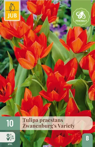 Tulipe praestans Zwanenburg * 7 pc cal.7/+ * Botanique **