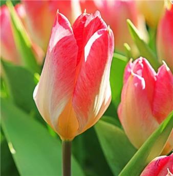 Tulipe Flaming Purissima * 10 pc cal.11/12