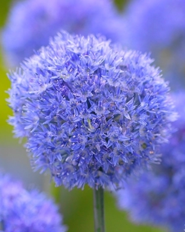 Allium caeruleum * 15 pc cal.5/+