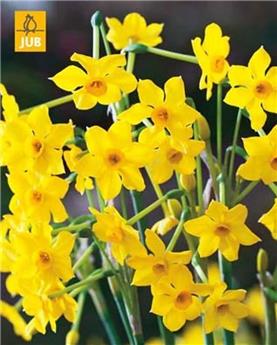 Narcisse Baby Boomer * 5 pc cal. 10/12 ** Botanique - Parfumé **