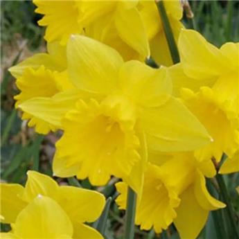Narcisse Dutch Master * 5 pc cal.12/14 ** Très grandes corolles **