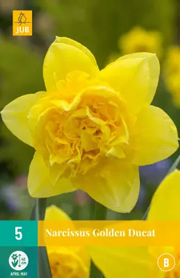 Narcisse Golden Ducat * 5 pc cal.12/14