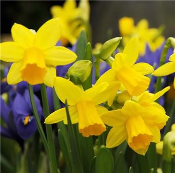 Narcisse Tête à Tête * 5 pc cal.11/12 ** Un des premiers - Botanique **