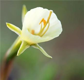 Narcisse White Petticoat * 5 pc cal. 6/8 ** Botanique **