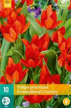 Tulipe praestans Zwanenburg * 10 pc cal.7/+ * Botanique ** NEW 2024