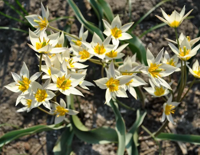[135251] Tulipe turkestanica * 10 pc cal.6/+ ** Botanique **