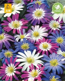 Anemone blanda mix * 15 pc cal.5/+