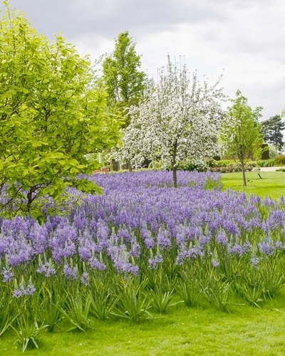 Camassia leichtlinii caerulea * 2 pc cal.14/+
