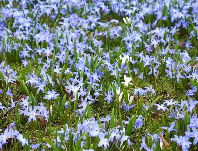 Chionodoxa luciliae (gigantea) * 25 pc cal.5/+