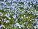 Chionodoxa luciliae (gigantea) * 25 pc cal.5/+