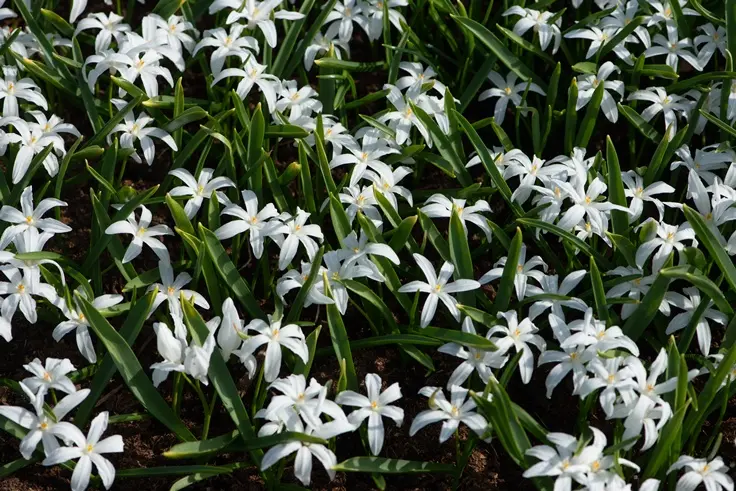 Chionodoxa luciliae alba * 20 pc cal.5/+