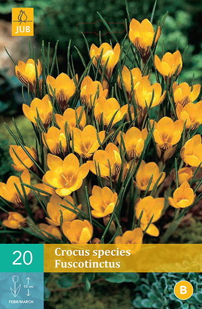 [130721] Crocus chrysanthus Fuscotinctus * 15 pc cal.5/+  ** Parfumé **