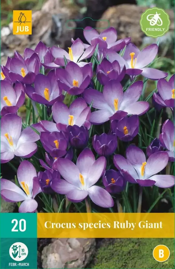 [130722] Crocus Ruby Giant * 20 pc cal.5/+