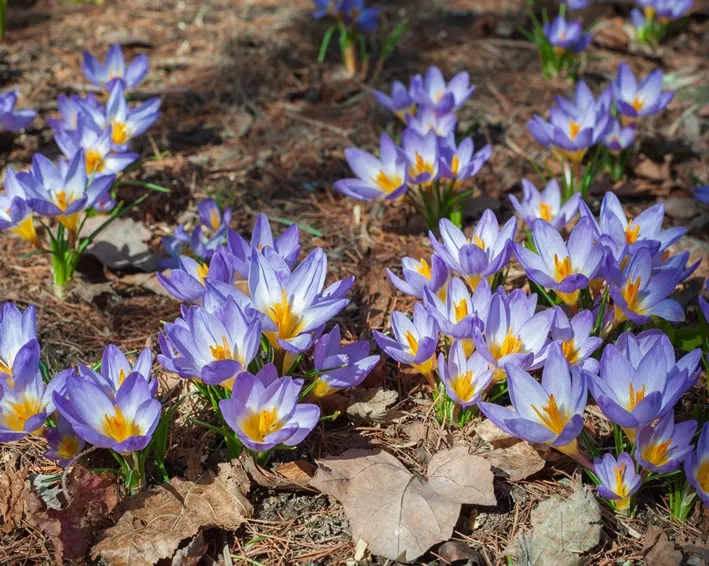 [135198] Crocus sieberi Tricolor * 15 pc cal.5/+ ** Botanique **