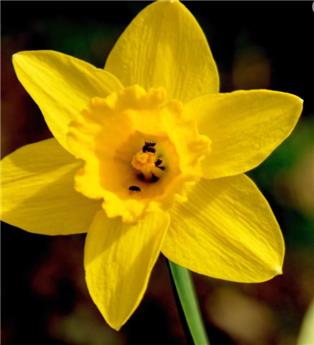 Narcisse Cairngorm* 5 pc cal.12/14