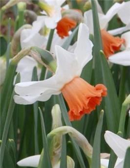 Narcisse Charming Lady * 5 pc cal.12/14