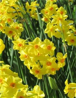 Narcisse Golden Dawn * 5 pc cal.12/14 ** Botanique **