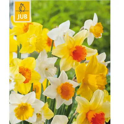 [135373] Narcisse grande corole mix * 5 pc cal.12/14