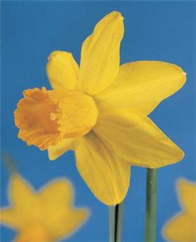 Narcisse Jetfire * 5 pc cal.12/14 ** Botanique **