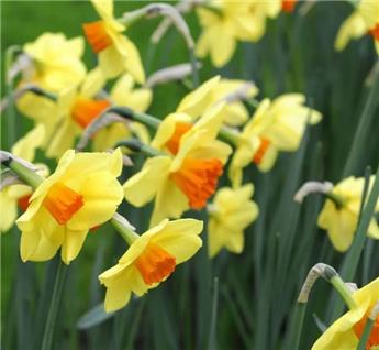 Narcisse Red Devon * 5 pc cal.12/14