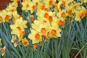Narcisse Red Devon * 5 pc cal.12/14. Parfumé
