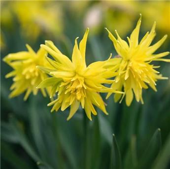 Narcisse Rip van Winkle * 5 pc cal.10/12 ** Botanique **