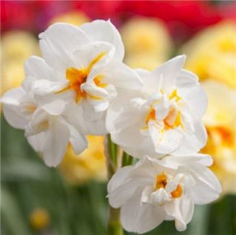 Narcisse Sir Winston Churchill * 5 pc cal.12/14 ** Parfumé **