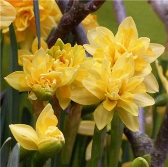 [135248] Narcisse Tête Bouclé  * 5 pc cal.11/12