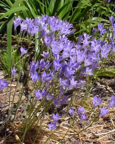 Triteleia corrina * 25 pc cal.5/6