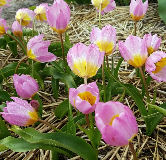 [127891] Tulipe Bakeri Lilac Wonder * 10 pc cal.6/+ ** Botanique **