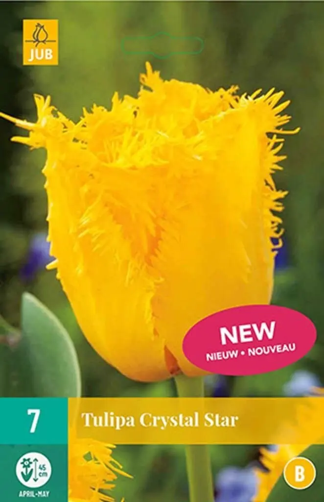 Tulipe Crystal Star * 7 pc cal.11/12