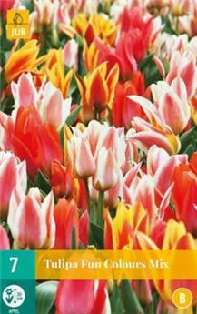 Tulipe Fun Colours * 7 pc cal.11/12