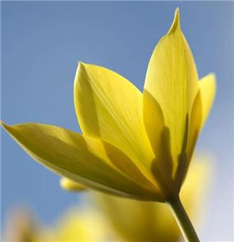 Tulipe Honkey Tonk* 10 pc cal.6/+ ** Botanique **