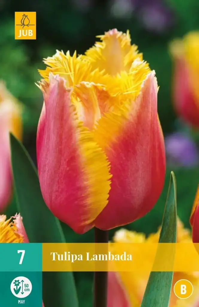 Tulipe Lambada * 7 pc cal.11/12