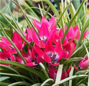 [127890] Tulipe Little Beauty * 10 pc cal.6/+ ** Botanique **
