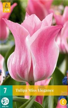 Tulipe Miss Elegance * 7 pc cal.11/12