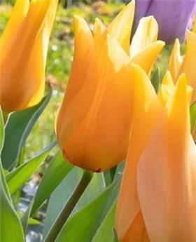 Tulipe praestans Shogun * 10 pc cal.9/+