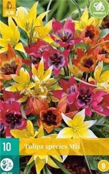 Tulipe species mix * 10 pc cal.6/+