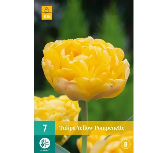 [135360] Tulipe Yellow Pomponette * 7 pc cal.11/12