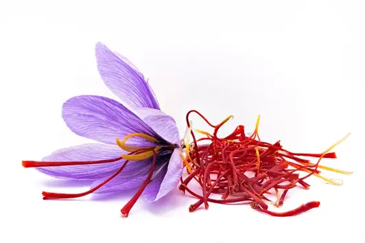 Crocus sativus * 10 pc cal.8/9  * Safran *