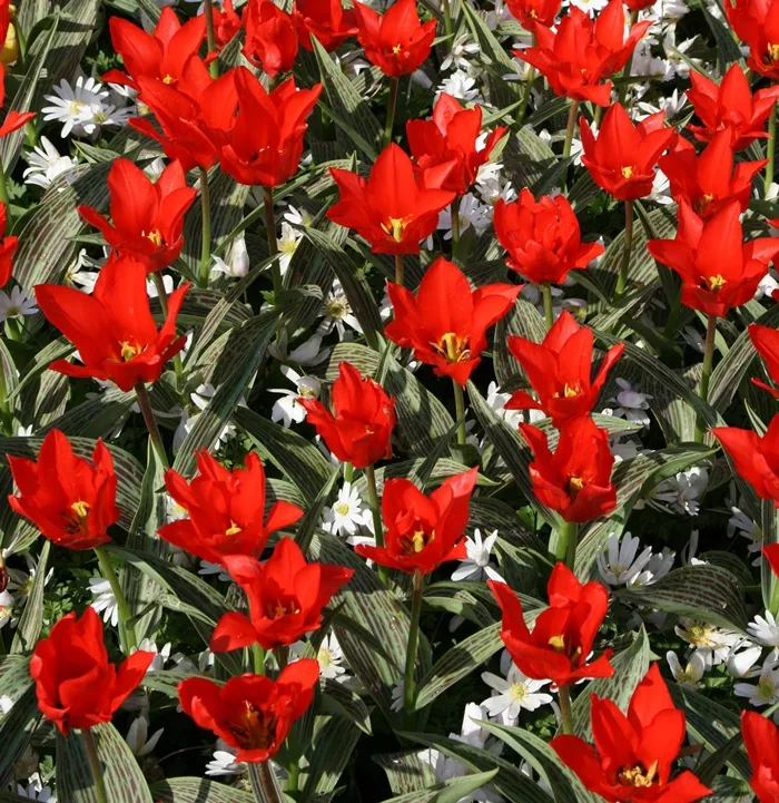 [140250] Tulipe Red Hunter * 7 pc cal.6/+ * Botanique **
