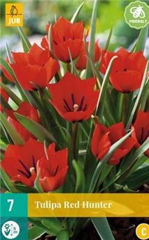 Tulipe Red Hunter * 7 pc cal.6/+ * Botanique **