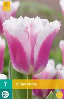 Tulipe Siesta * 7 pc cal.11/12
