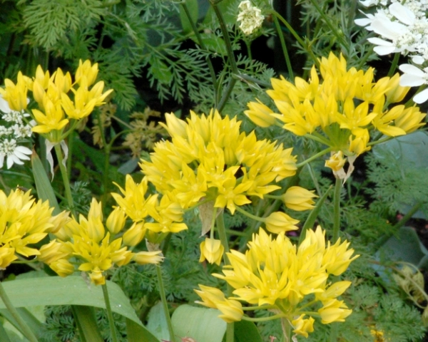 Allium moly * 25 pc cal.4/5