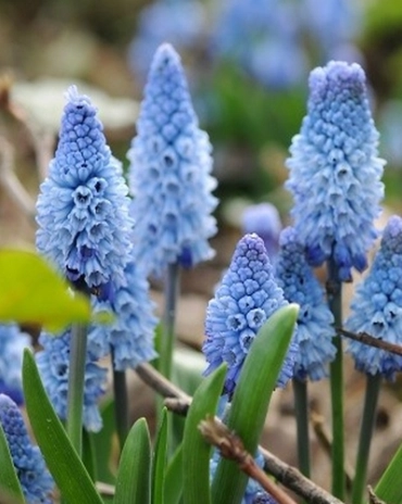 Muscari azureum * 10 pc cal.6/+