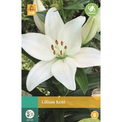 [138236] Lilium asiatic Kent * 2 pc cal. 14/16 ** New 2021 **