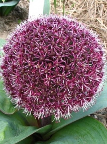 Allium Red Giant * 3 pc cal.12 / 14